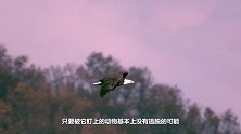 老鹰在巢穴里伸懒腰，不料遭“飞来横祸”突袭，镜头记录全过程