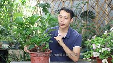 10月养绣球花，一个动作不能做，多用一种肥，明年开花就多了