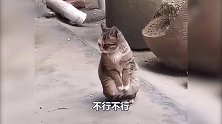 搞笑配音：猴子触碰高压电线，这是想起五百年前的大号了吗