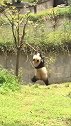 熊猫这小树的韧性真好！