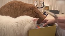 可爱猫咪大锦集，这样子，怕不是闻到了小鱼干的味道