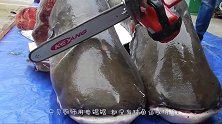 鱼皮硬度堪比钻石，但都难不倒日本厨师，一顿操作猛如虎！
