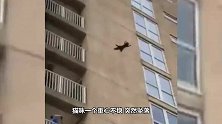 黑猫从7楼掉落，本以为会惨死，结果却让人傻眼