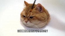 大神教你画猫，栩栩如生让人惊叹，结果却让人傻了眼