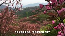 四明山的樱花开了，满山红色，惊艳！