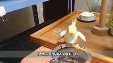 都说猪智商低，这只宠物猪比狗都聪明，看完简直不敢相信