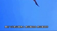 动物世界我最佩服老鹰，捕杀任何动物甚至人类都无力反抗！