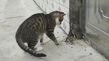 猫咪把老鼠堵在角落里玩耍，逃又逃不走，老鼠绝望的在嘶吼