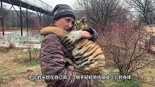 闷闷不乐的老虎独自发呆，女子一个动作暖人心，镜头记录全过程！