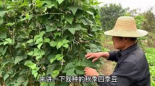 秋季四季豆怎么种？农村老农传授诀窍，菜地长满，可以吃了