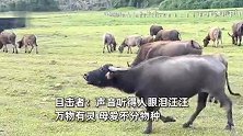 牛群过桥小牛突然掉落水沟，母牛着急哀鸣向主人求助，目击者：听得人眼泪汪汪