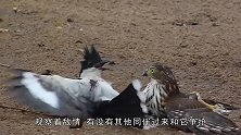 游隼捉了一只布谷鸟，不吃反而这样羞辱人家，搞笑画面上演了