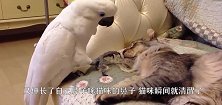 史上最刚的鸽子，宁愿飞蛾扑火也不屈服于人类，镜头记录搞笑全程