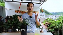 给兰花浇水之前，手指先扒拉一下，不容易浇多烂根