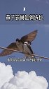 燕子不会在所有人家都筑巢 那它是如何选择的呢奇闻奇事 涨知识 科普