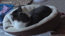 好萌的一只猫咪啊，看这懒洋洋的样子，可真是好玩呢！