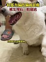 河南郑州：柯基为骗吃骗喝装瘸，被发现后一脸尴尬