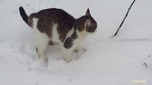 地面被白雪覆盖，什么食物都没有，可怜这些流浪猫