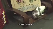 狗急跳墙，猫急游泳！喵星人淹水时火速游进家里求救！