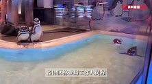 沈阳一洗浴中心养4只企鹅揽客，网友质疑在“虐待企鹅”