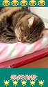 猫没看见我睡觉么，叽叽喳喳的没完