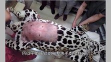 母豹醒来看见自己肚皮没了豹纹，满脸委屈生无可恋