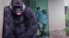 大猩猩竟然怕淋雨？大猩猩避雨表情搞怪，贴着墙边走怕被淋湿