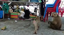猴子也会勾心斗角，为了吃到美味，手段尽出！