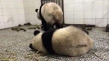 胖大海又壮了，不过还是打不过麻麻，被麻麻rua的不要不要