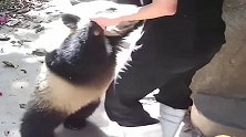 熊猫：我堂堂一代国宝，就这样被拉着回洞府窝不要面子吗