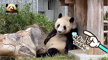 熊猫旦旦脑子里有一连串问号，不得不按下暂停键，秒变木头熊