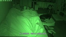 卧室监控记录：两个主人与猫狗一起睡，来看猫狗双全的人生