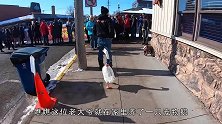 门前游来一群白天鹅，家养的鹅看到后，反应太搞笑了