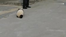 熊猫宝宝追着奶爸满园跑，小屁股一扭一扭的好可爱