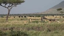 2头雄狮带着狮群捕猎野牛，反被牛群集体强势驱逐