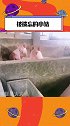 猪猪 ：小小的眼睛大大的疑惑，为啥我俩只能看着它们吃搞笑 沙雕 专治不开心