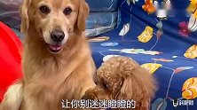 主人遛狗回来，没带钥匙，金毛一脸忧郁的小眼神，埋怨主人，逗