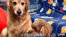 主人遛狗回来，没带钥匙，金毛一脸忧郁的小眼神，埋怨主人，逗