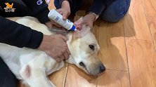 2名成年男子按倒75斤拉布拉多母犬，遭遇剧烈反抗