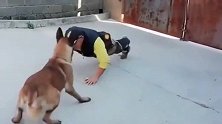 精力旺盛的马犬，脚软跟着主人做俯卧撑，这画面太搞笑了！