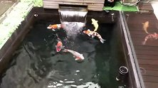 小鱼池大锦鲤，仅有的6条大货，它们就是我最好的伙伴！