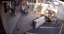 美国一群鹿跑向一家酒吧门口 其中一只撞破窗户冲进去