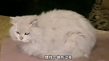 三只流浪猫被人类收养，银渐层主动送上门？