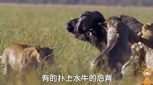 牛王，第二集，狮群对它疯狂进攻撕咬，奋起反抗，受伤，打怕狮子