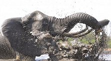 博茨瓦纳摄影师拍下可爱画面：几头大象在泥水中打滚玩耍