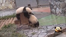无敌可爱的熊猫宝宝站起来和小姐妹打闹，小短腿儿要不要这么萌？
