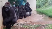大猩猩要抱抱，饲养员一巴掌拍它头上，让人意外的画面出现了