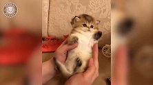 好可爱的小猫咪啊，在梳理毛发呢，也不会乱动！