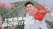 来上海只去迪士尼？不，还可以去青浦吃草莓！自己采才好吃哦！
