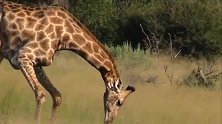 自然界奇景—歪脖子长颈鹿你见过吗